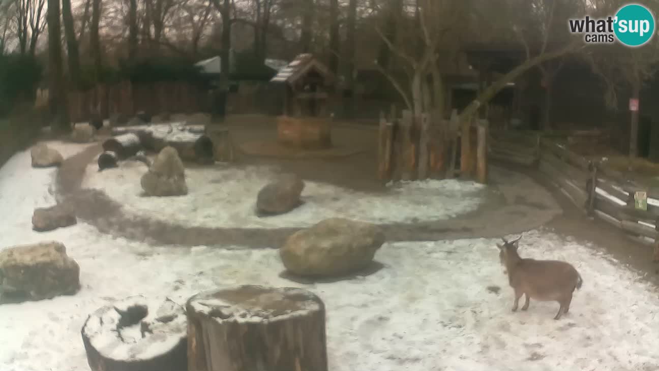 Zoo Zagreb –  Mono maicero