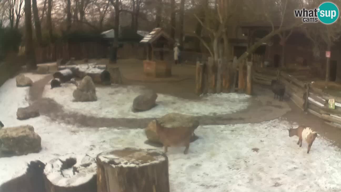 Zoo Zagreb – Cebo dai cornetti