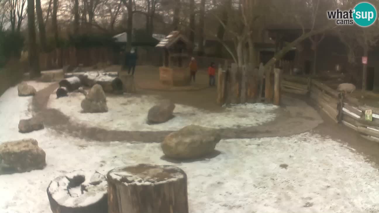 Zoo Zagreb – Cebo dai cornetti