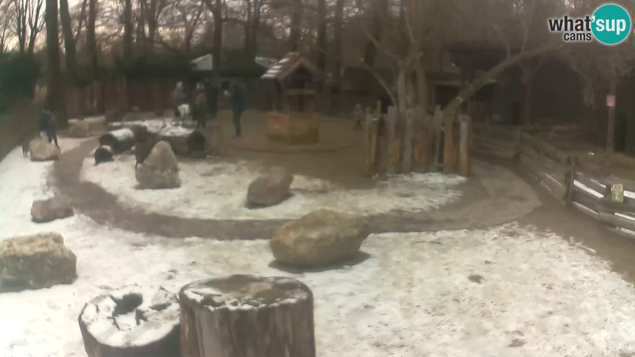 Zoo Zagreb – Cebus apella