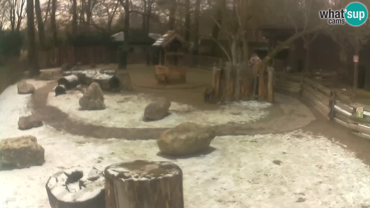 Zoo Zagreb –  Mono maicero