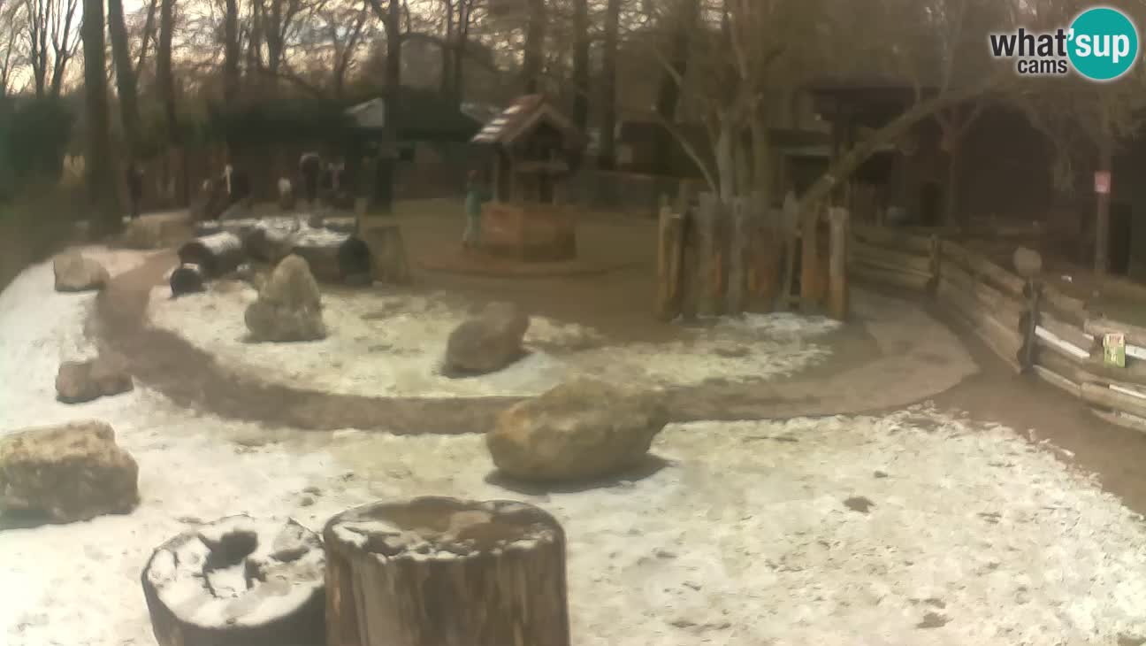 Zoo Zagreb – Rjava kapucinka