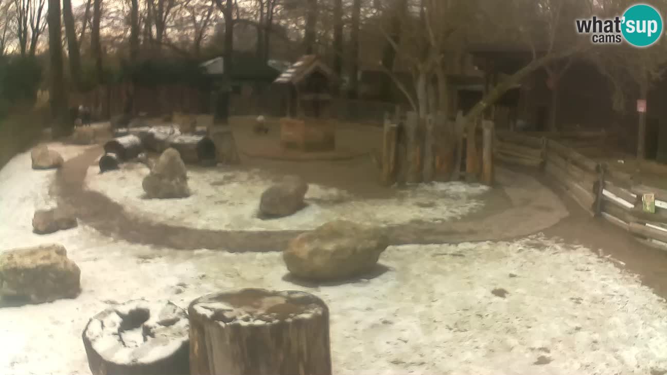 Zoo Zagreb – Brown Capuchin