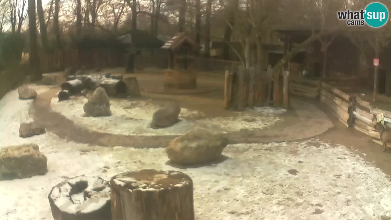 Zoo Zagreb – Cebus apella