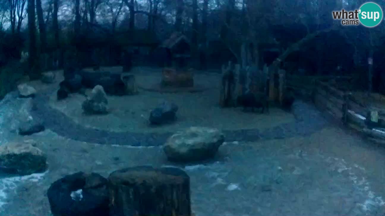 Zoo Zagreb – Rjava kapucinka