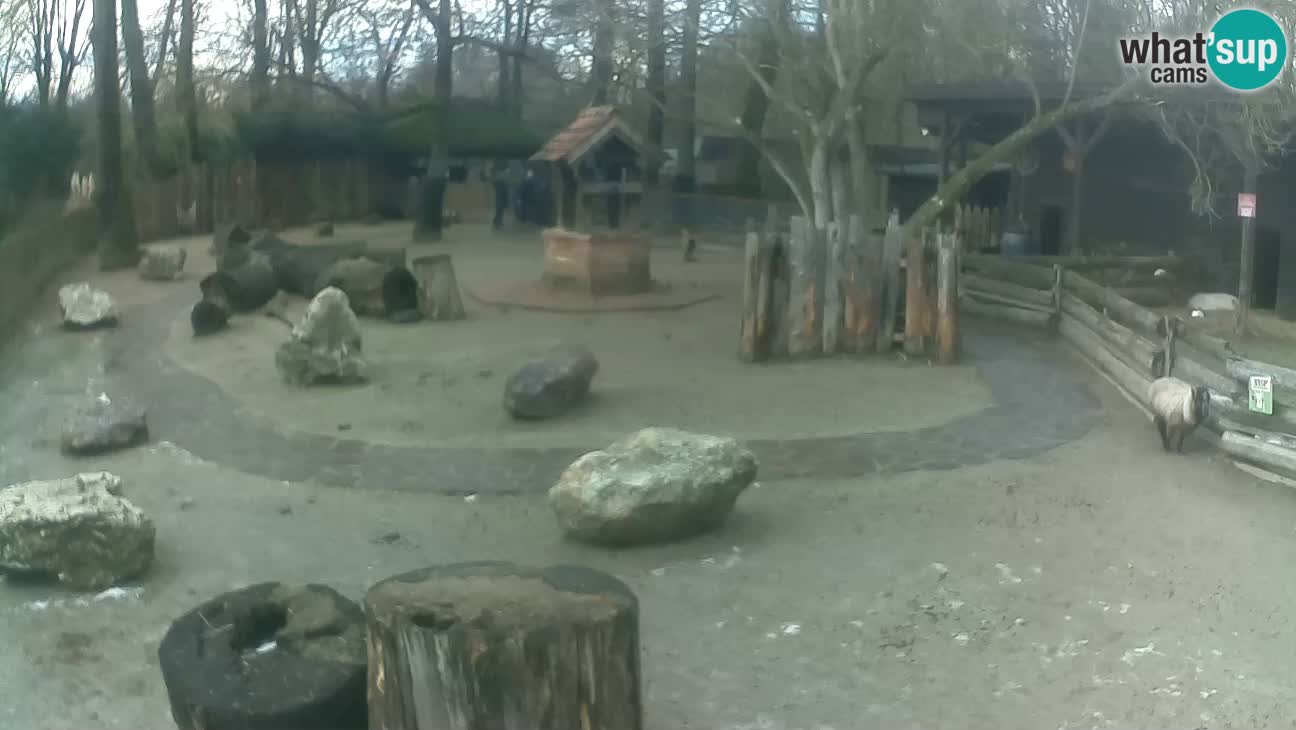 Zoo Zagreb – Cebus apella