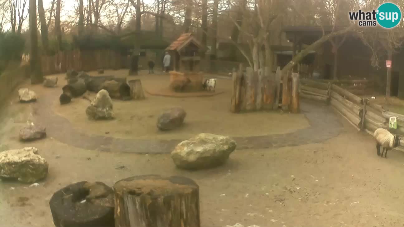 Zoo Zagreb – Cebus apella