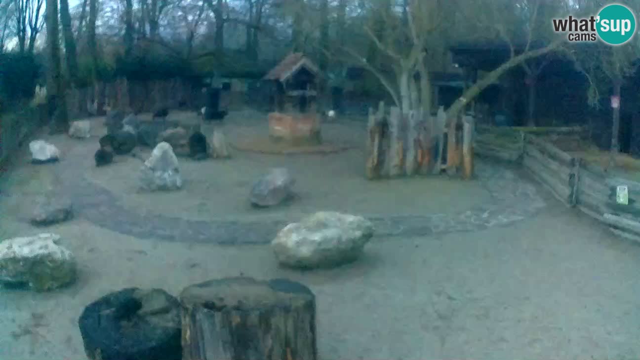 Zoo Zagreb – Cebus apella