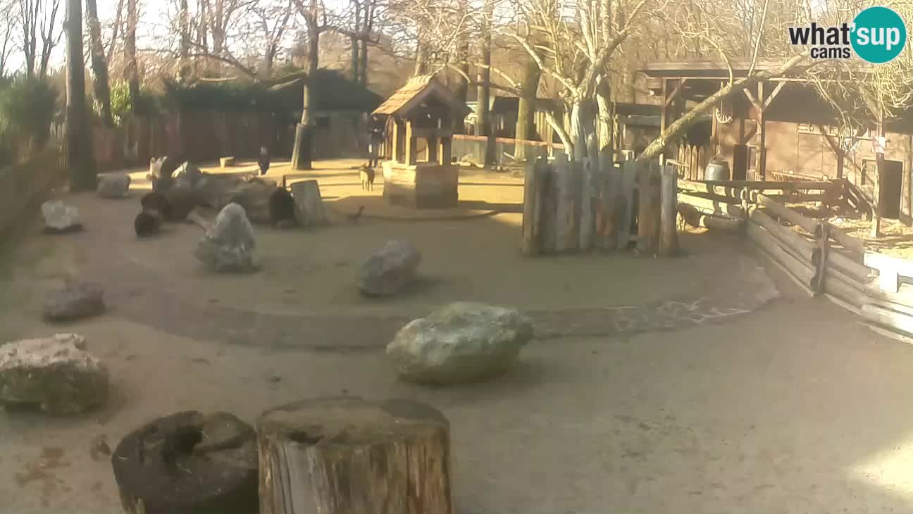 Zoo Zagreb – Cebo dai cornetti