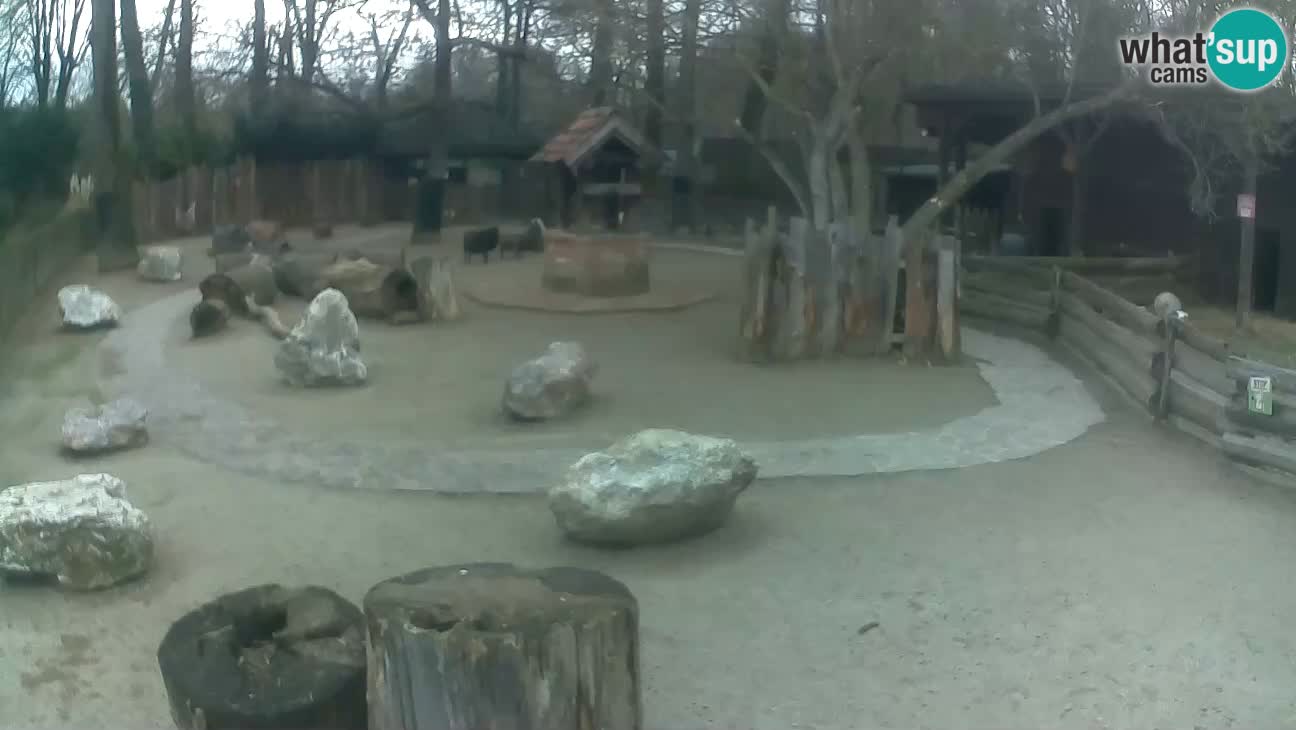 Zoo Zagreb –  Mono maicero