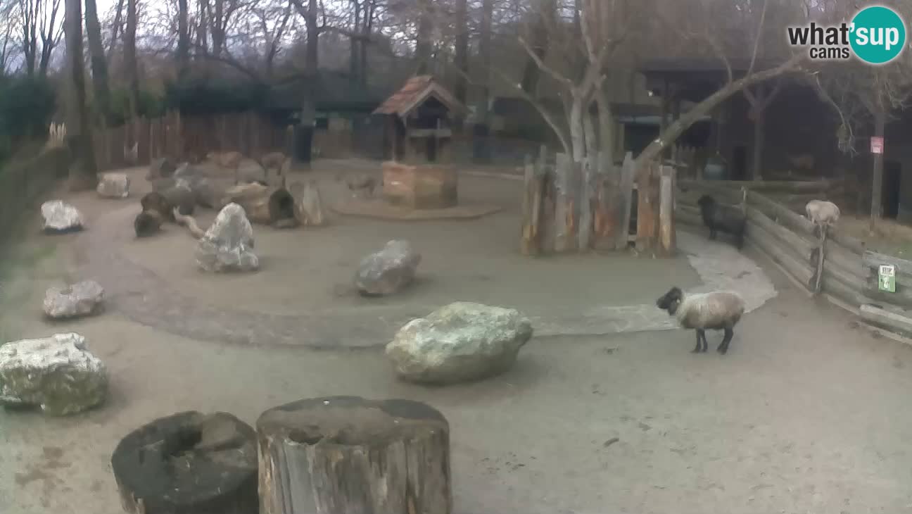 Zoo Zagreb – Cebo dai cornetti