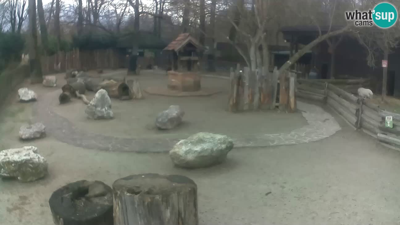 Zoo Zagreb – Rjava kapucinka