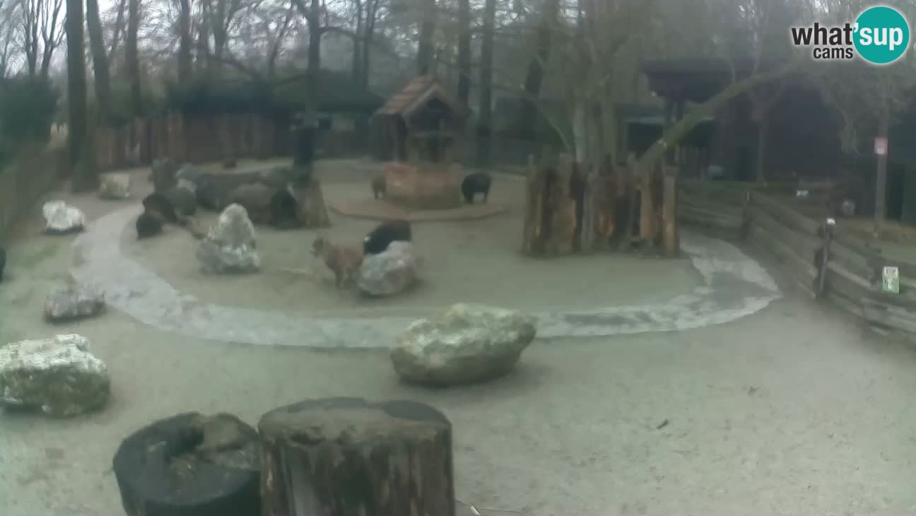 Zoo Zagreb – Rjava kapucinka