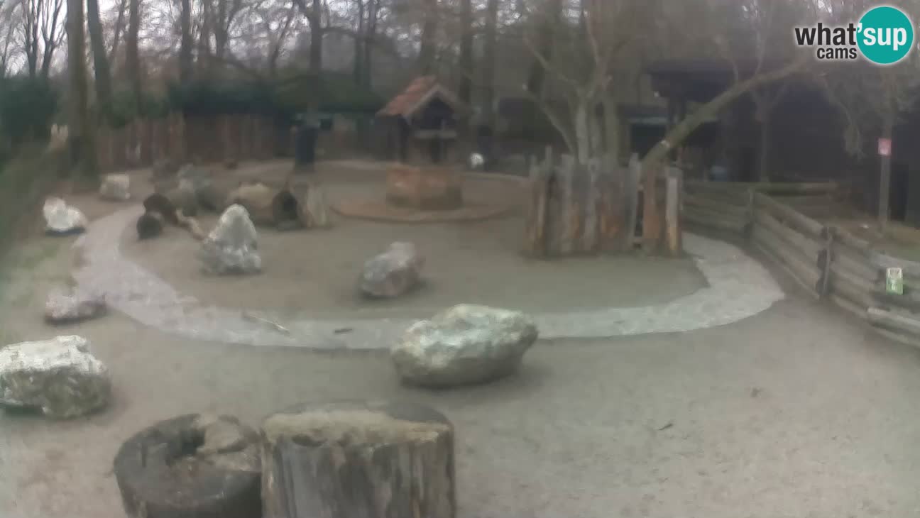 Zoo Zagreb – Rjava kapucinka