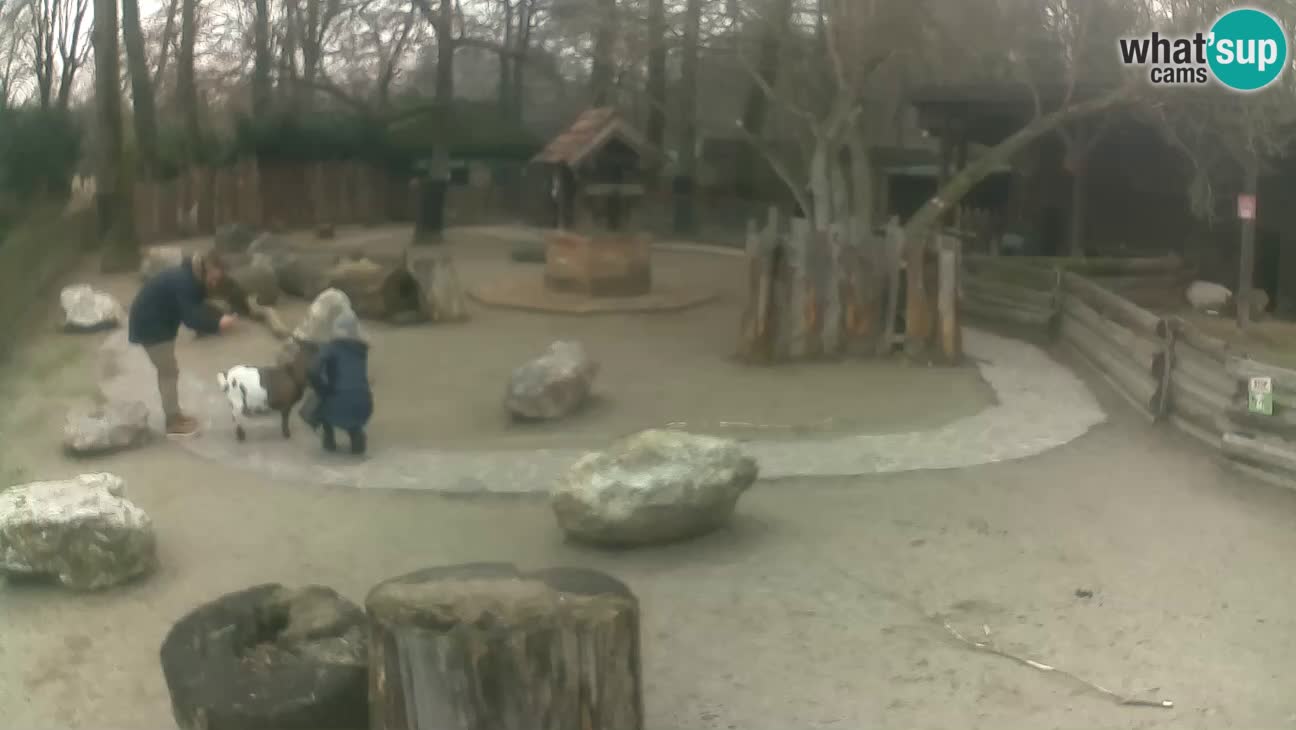 Zoo Zagreb – Haubenkapuziner