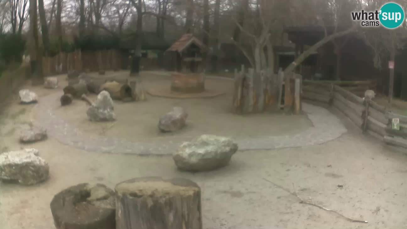 Zoo Zagreb –  Mono maicero