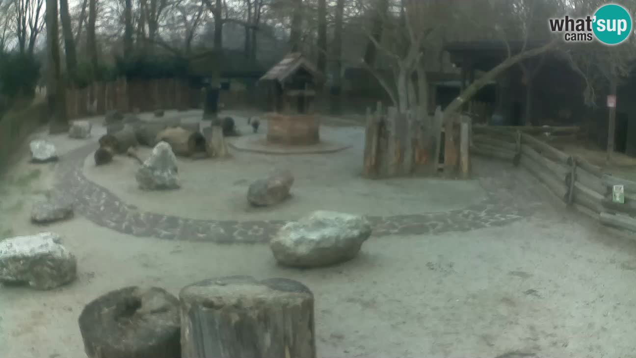 Zoo Zagreb – Cebus apella