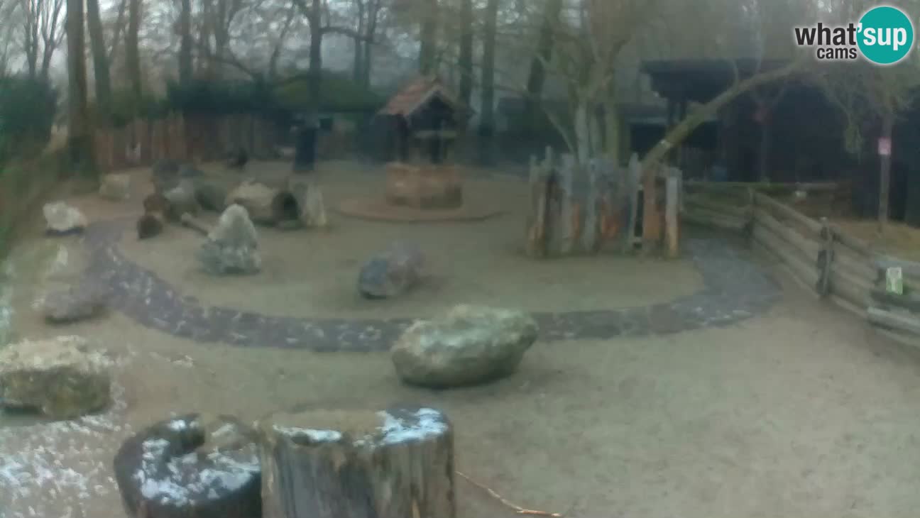 Zoo Zagreb –  Mono maicero