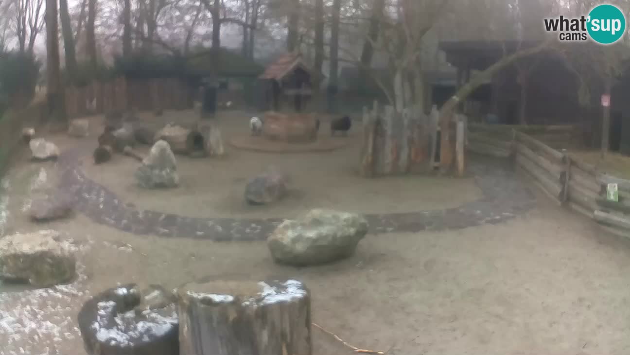 Zoo Zagreb – Cebo dai cornetti