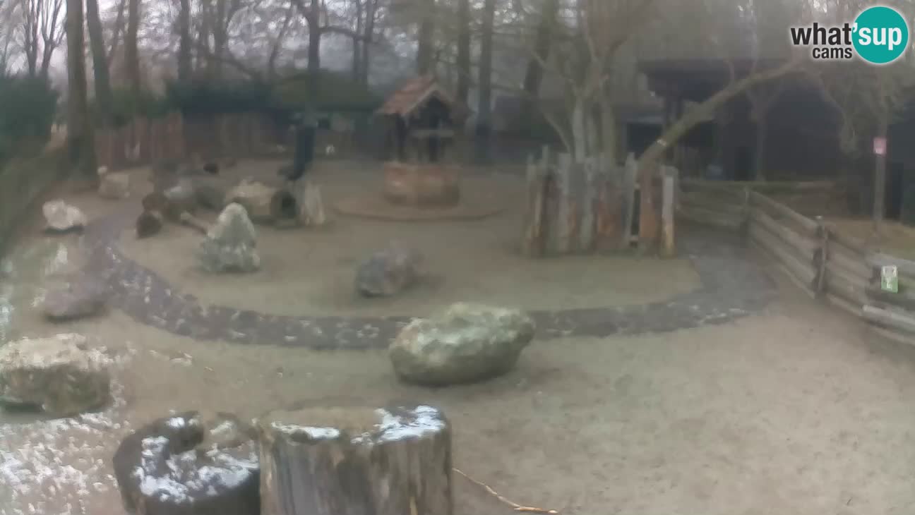 Zoo Zagreb – Rjava kapucinka