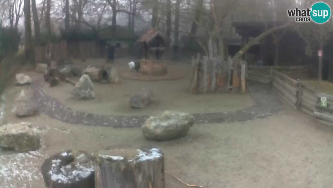 Zoo Zagreb – Rjava kapucinka