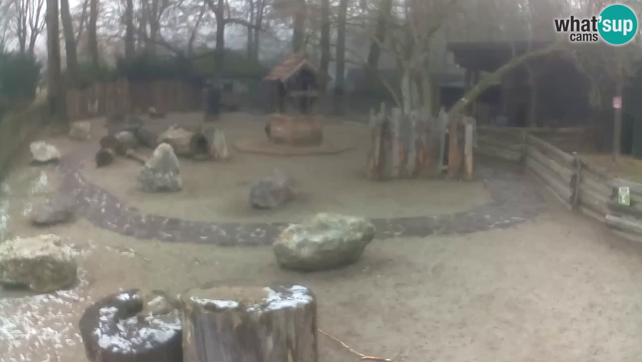 Zoo Zagreb – Rjava kapucinka