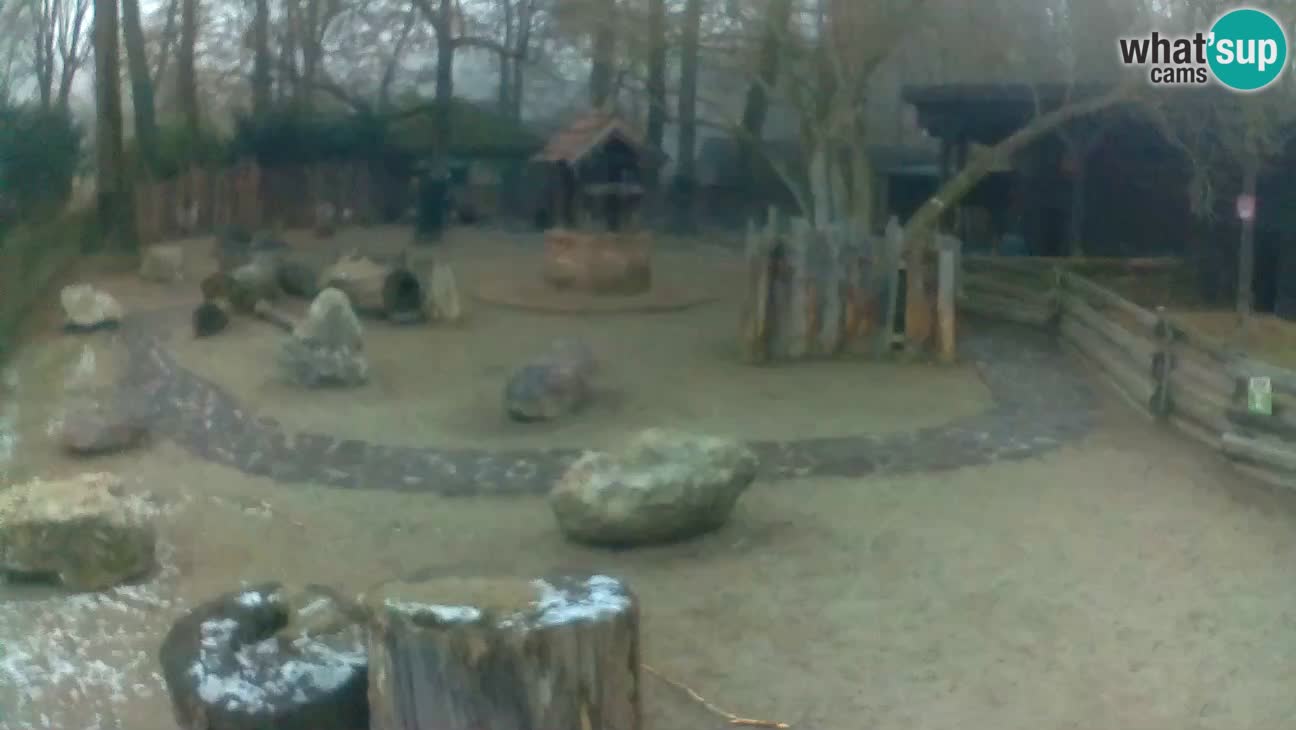 Zoo Zagreb – Cebo dai cornetti