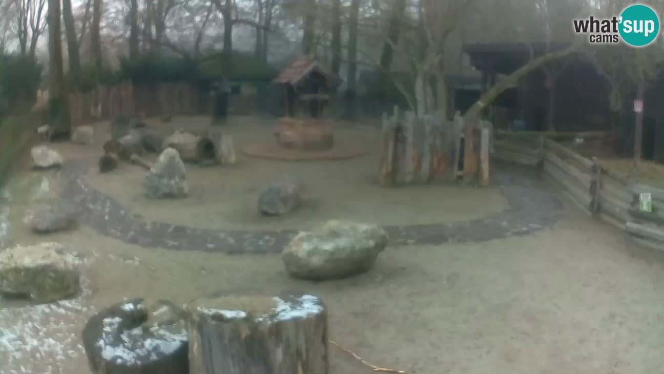 Zoo Zagreb – Rjava kapucinka