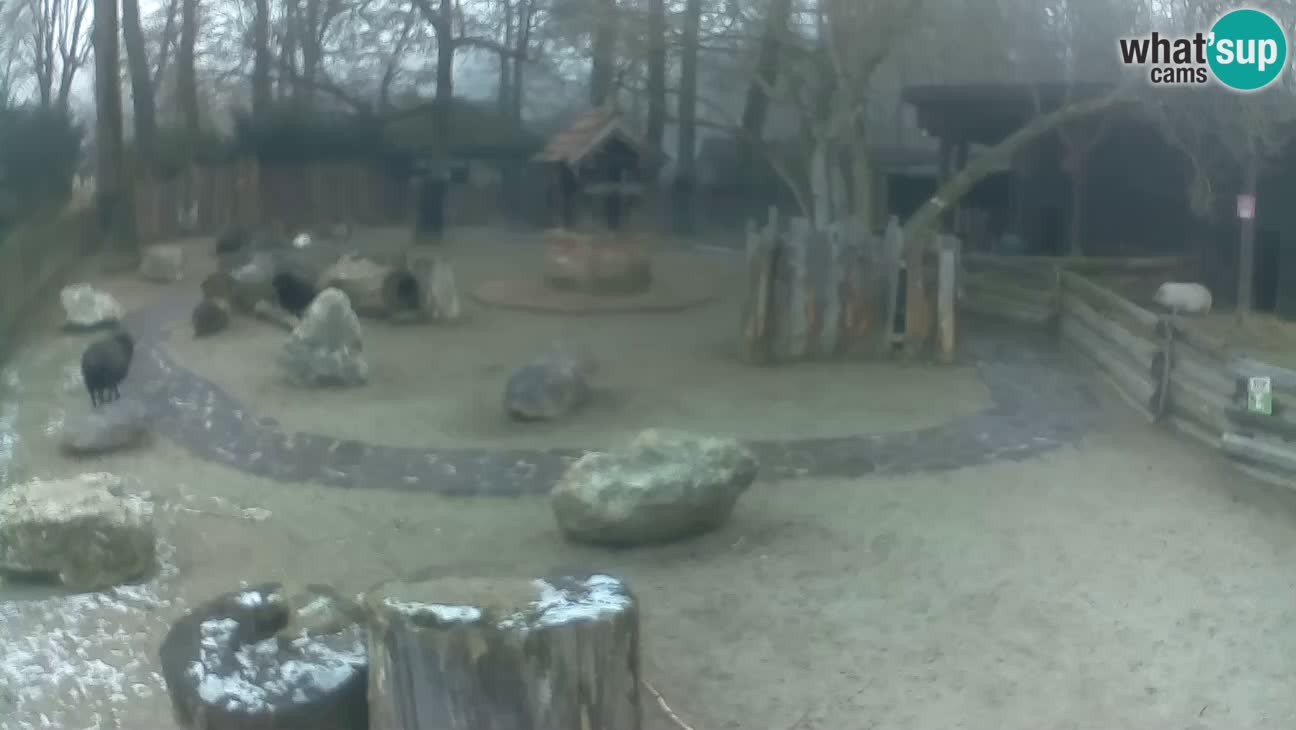 Zoo Zagreb –  Mono maicero