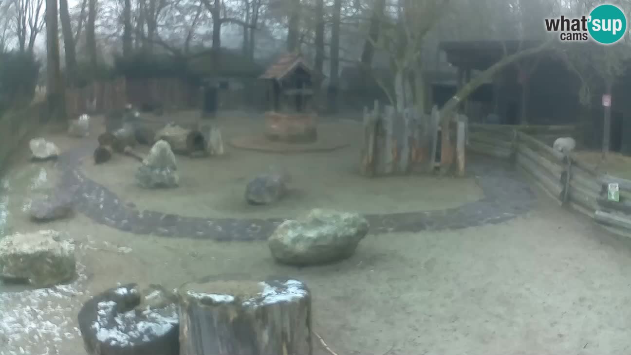 Zoo Zagreb –  Mono maicero