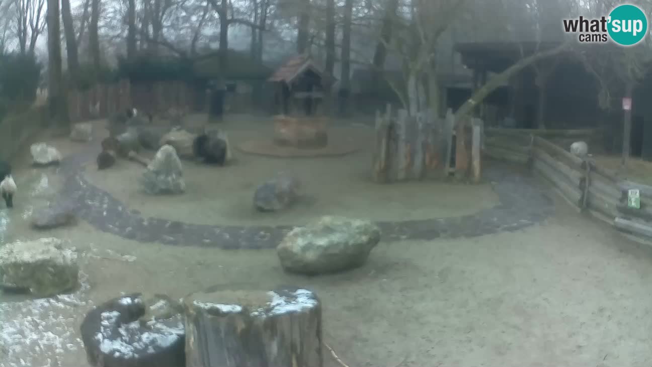 Zoo Zagreb – Cebus apella