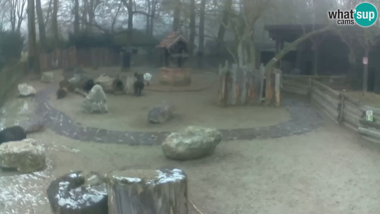 Zoo Zagreb –  Mono maicero