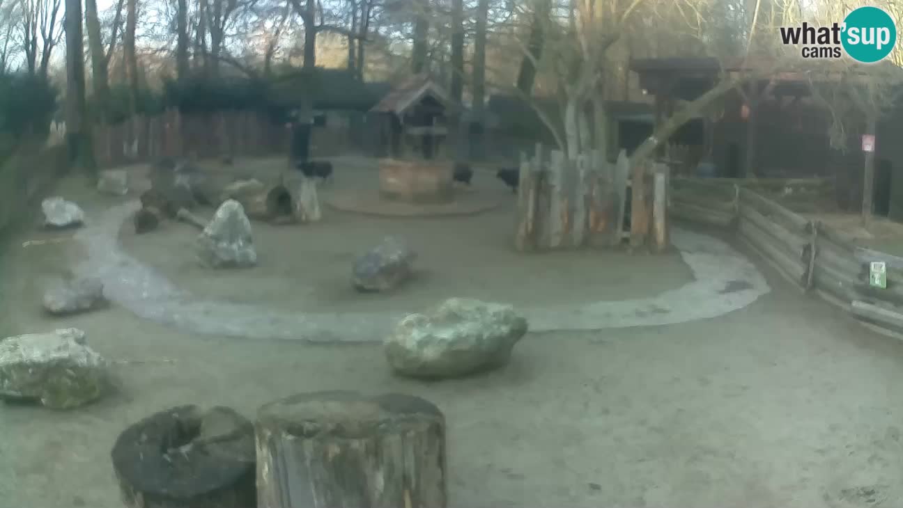 Zoo Zagreb – Cebus apella