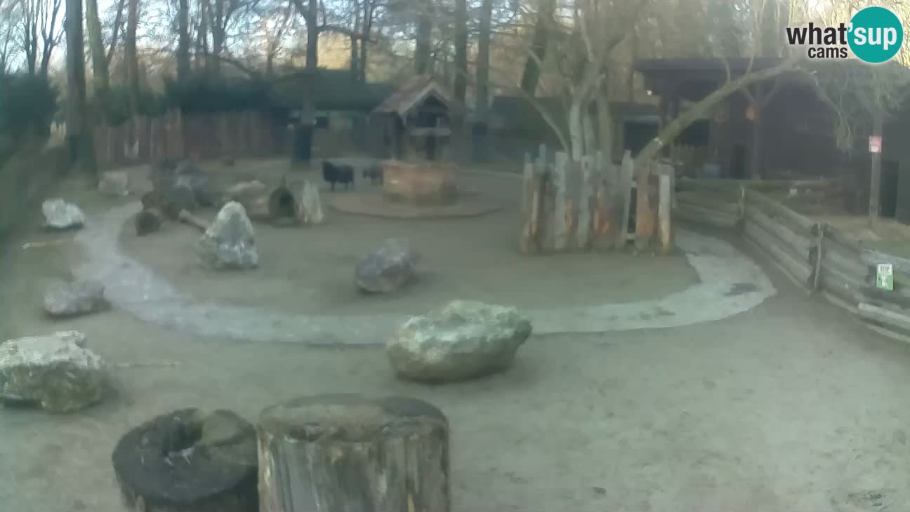 Zoo Zagreb – Cebo dai cornetti