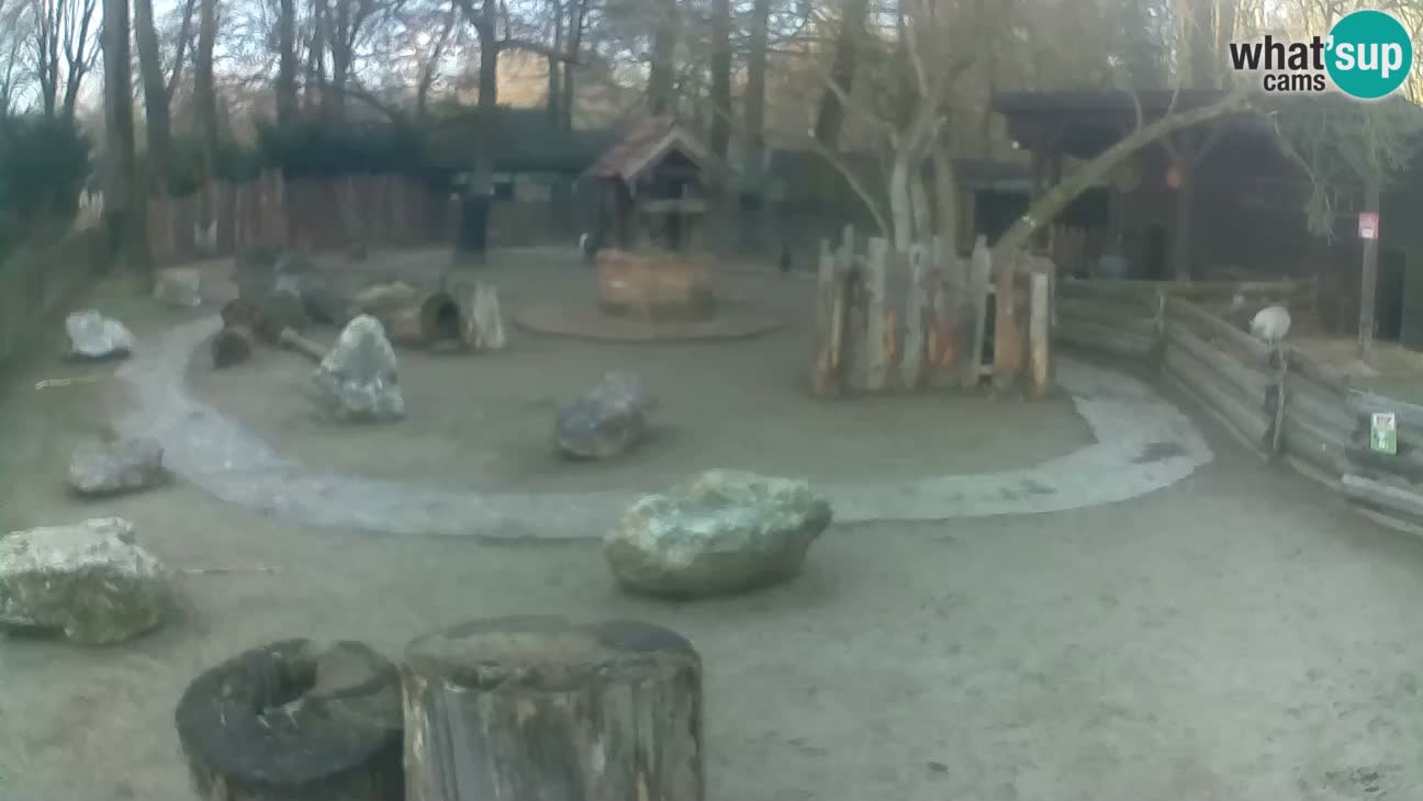 Zoo Zagreb – Rjava kapucinka