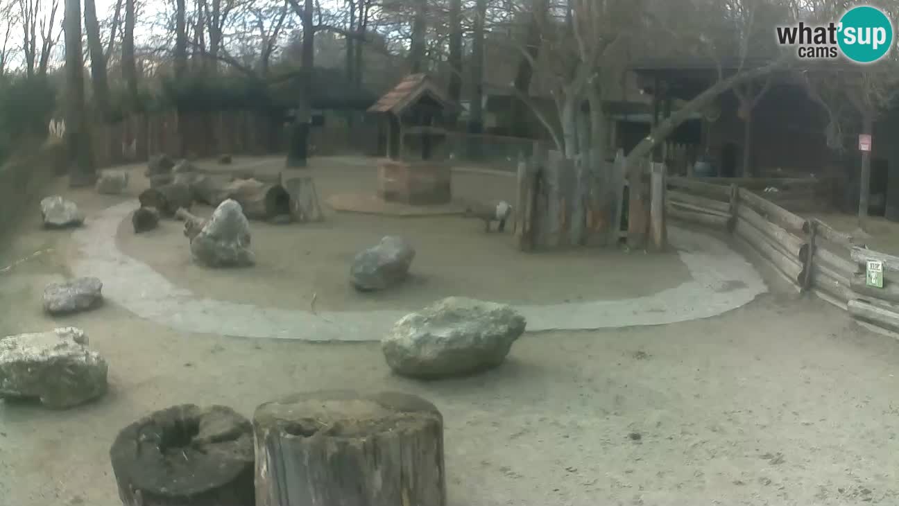 Zoo Zagreb – Rjava kapucinka