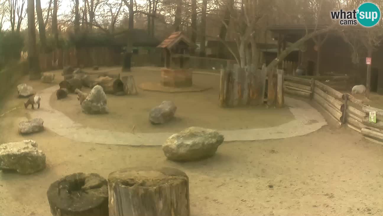 Zoo Zagreb – Haubenkapuziner