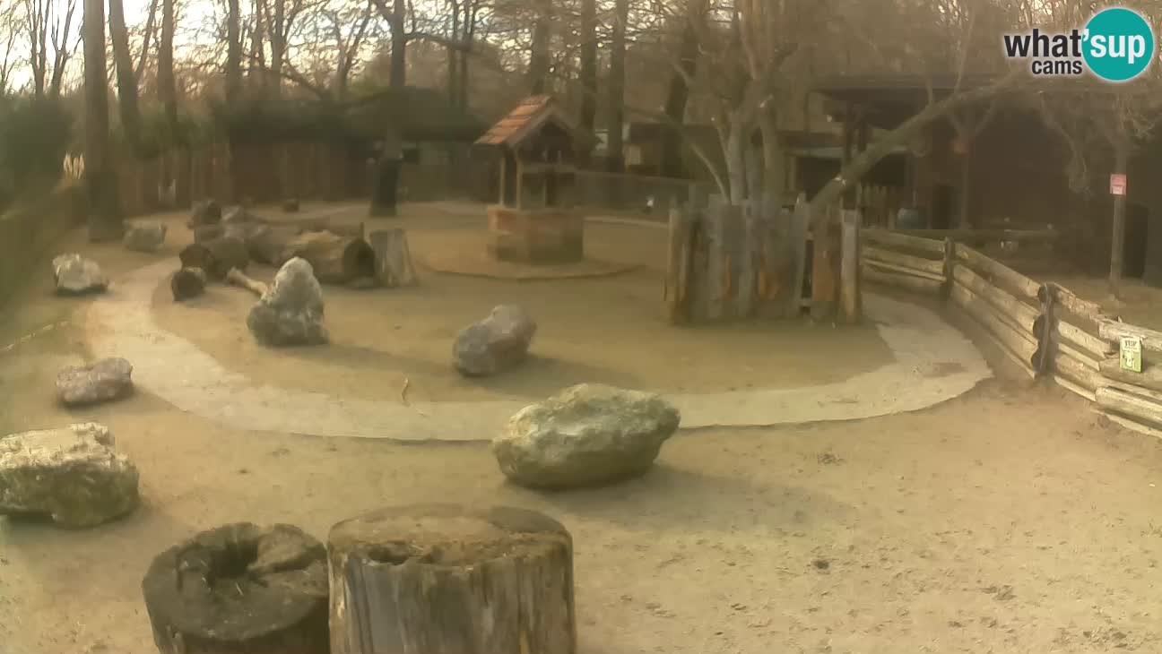 Zoo Zagreb – Rjava kapucinka