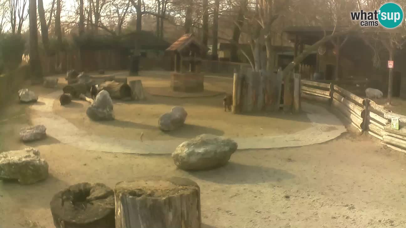 Zoo Zagreb –  Mono maicero