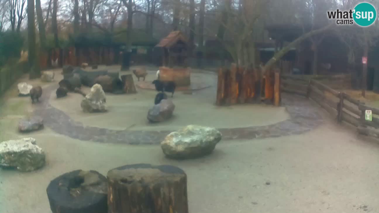 Zoo Zagreb – Cebo dai cornetti