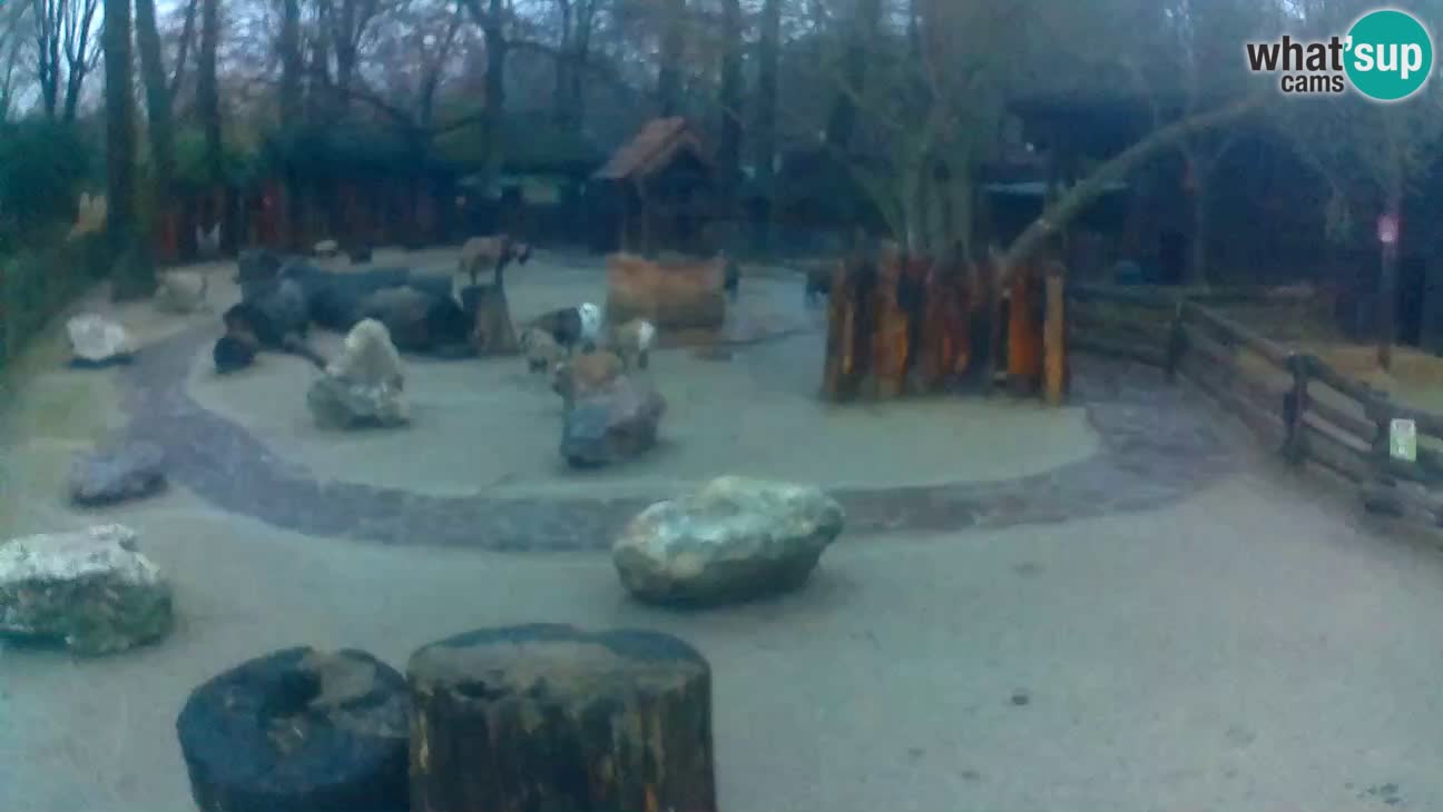 Zoo Zagreb – Cebo dai cornetti