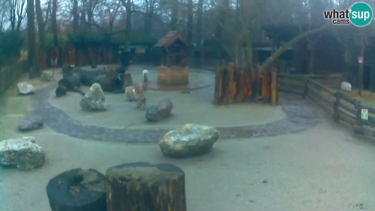 Zoo Zagreb – Cebo dai cornetti