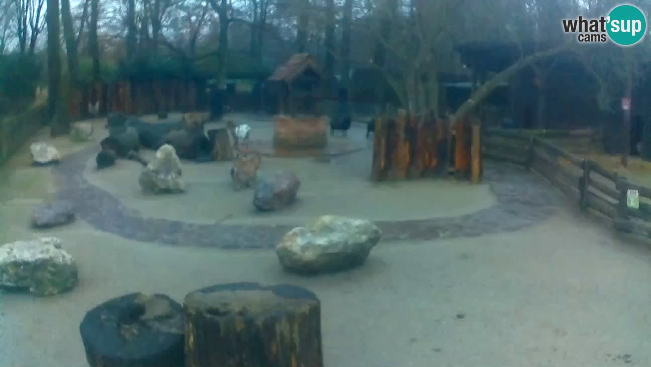 Zoo Zagreb – Cebus apella