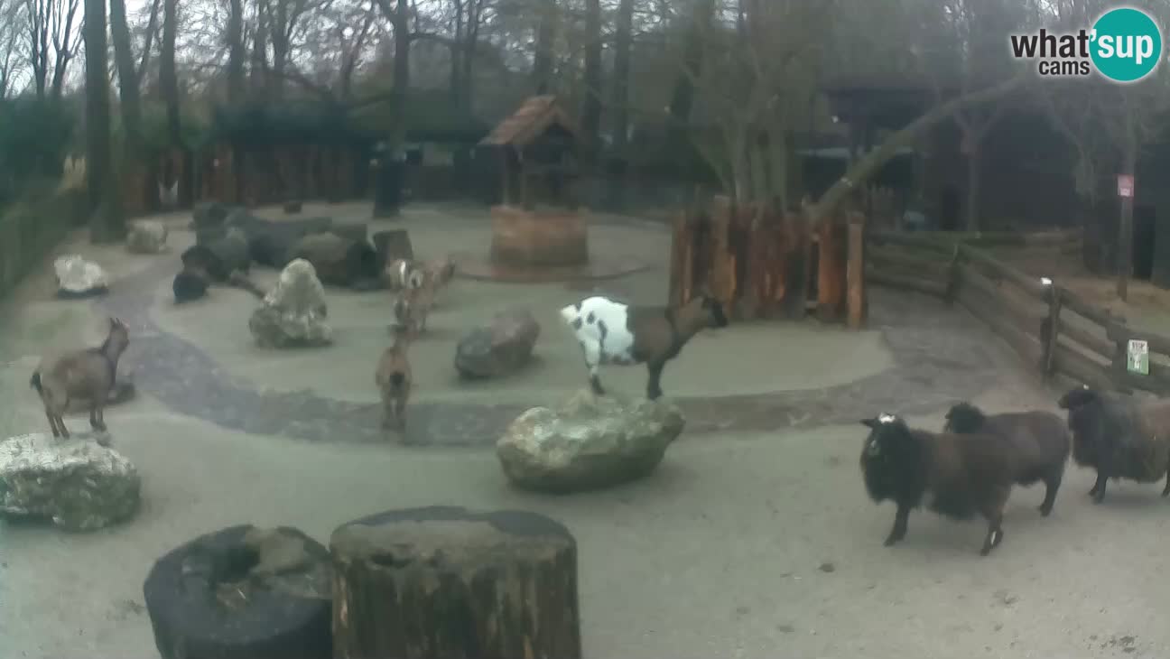 Zoo Zagreb – Haubenkapuziner