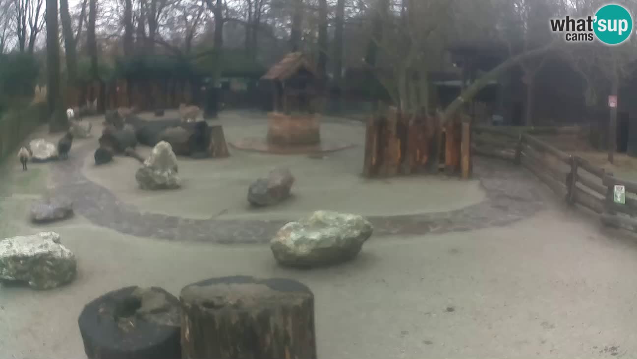 Zoo Zagreb –  Mono maicero