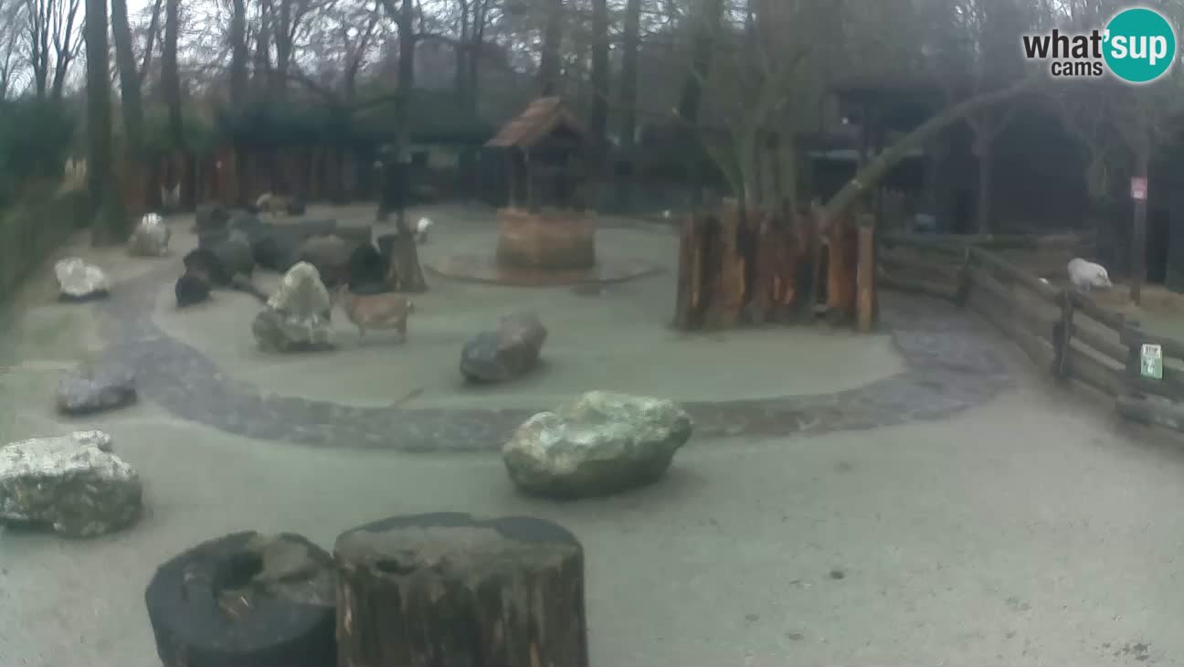 Zoo Zagreb – Rjava kapucinka