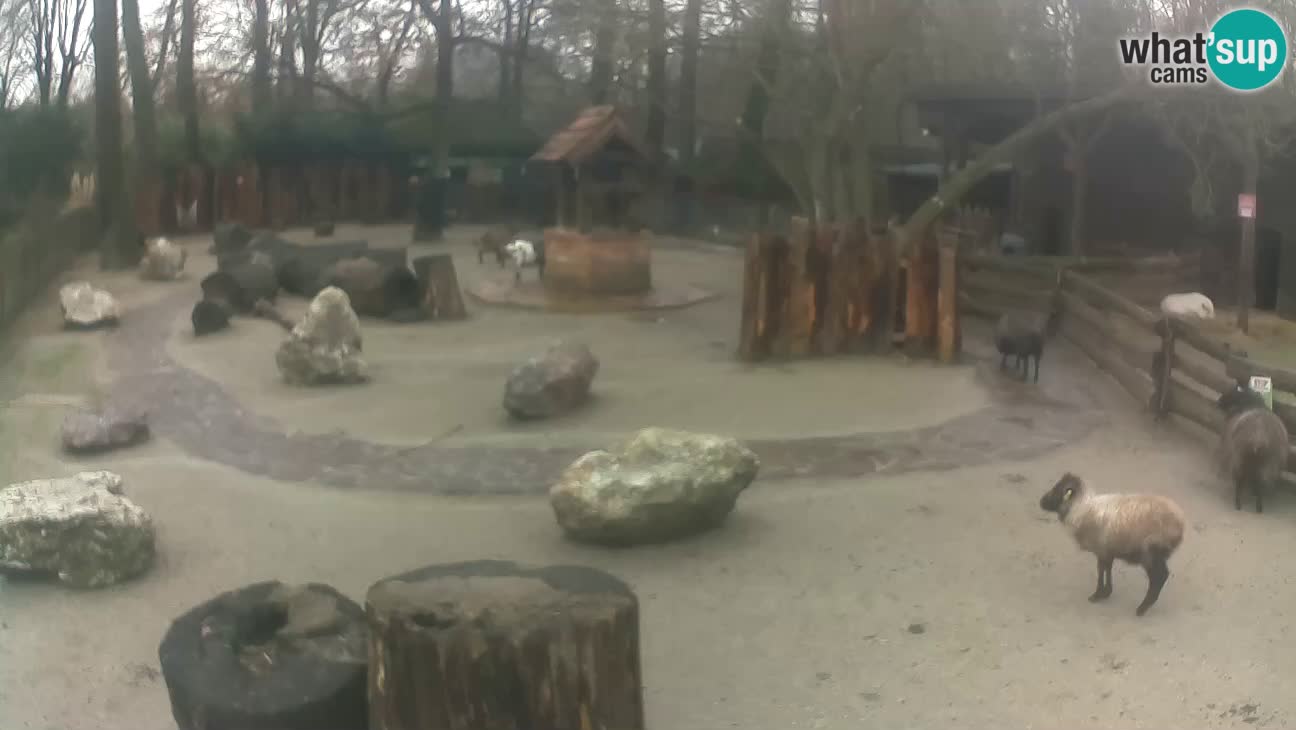 Zoo Zagreb – Rjava kapucinka