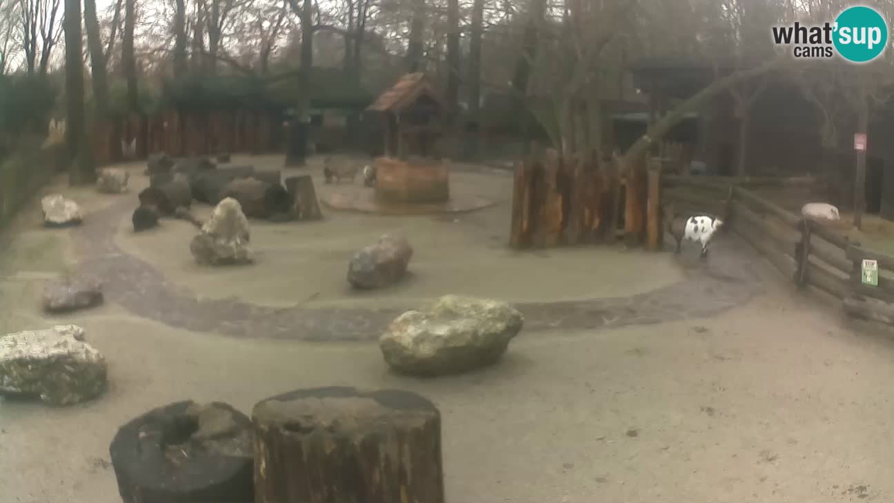 Zoo Zagreb – Rjava kapucinka