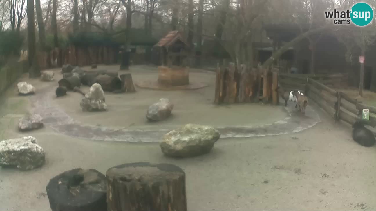 Zoo Zagreb – Rjava kapucinka