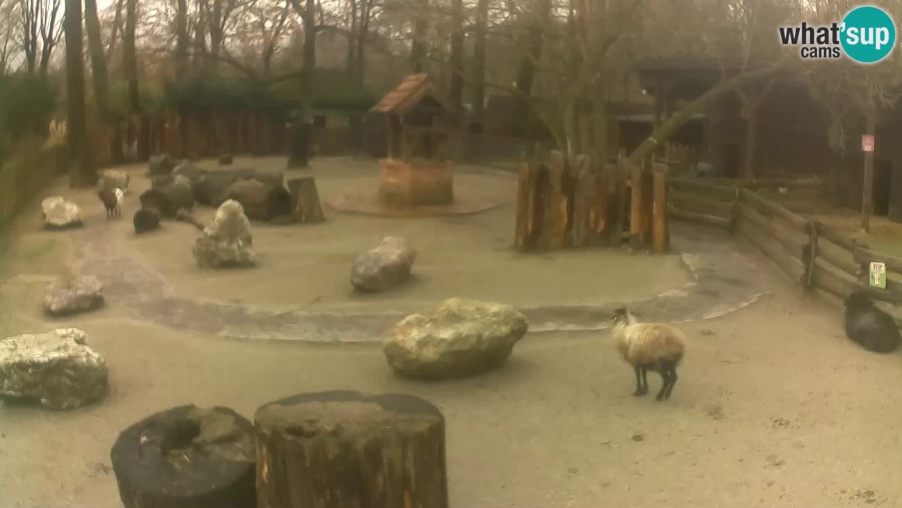 Zoo Zagreb –  Mono maicero